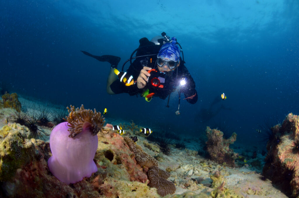 A diver hovers motionaless over a Sea Anenome