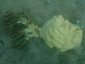 neptune's cup at pattaya thailand